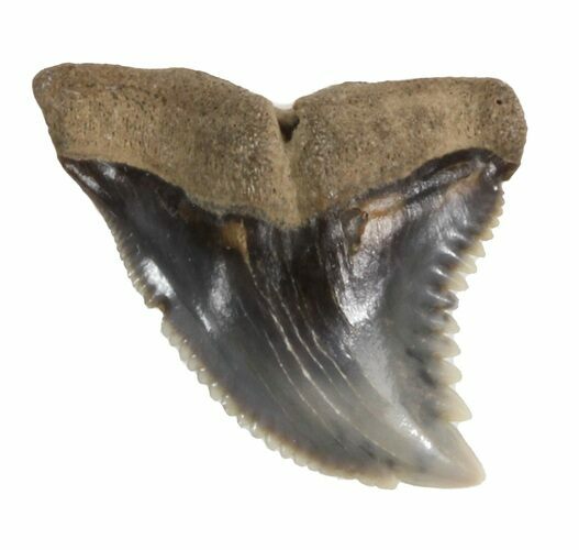 Fossil Hemipristis Shark Tooth - Maryland #42546